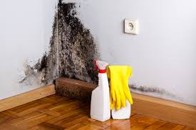 Best Mold Damage Restoration in Crewe, VA